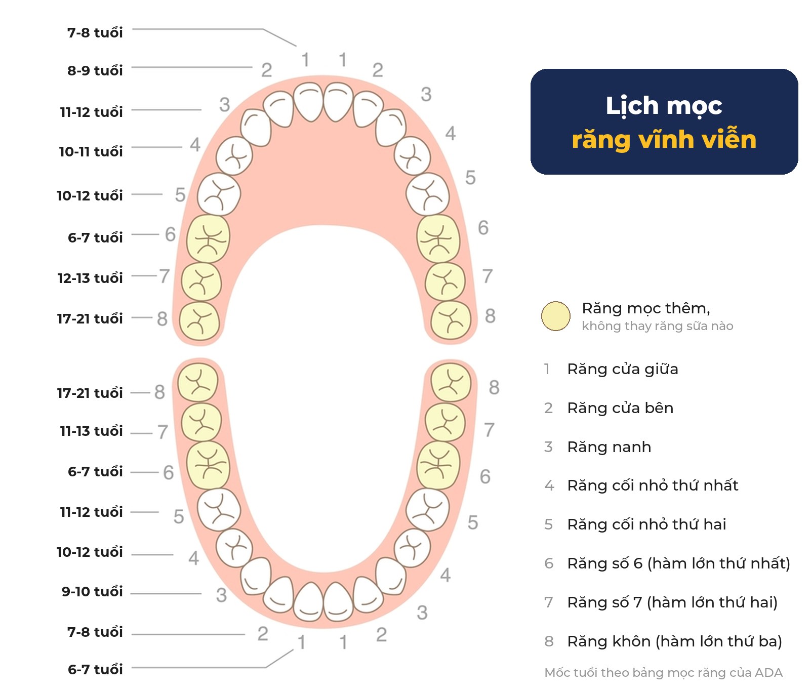 Sơ đồ lịch mọc răng vĩnh viễn theo tuổi, hàm trên và hàm dưới - Nha khoa Bác sĩ Trung Long Biên