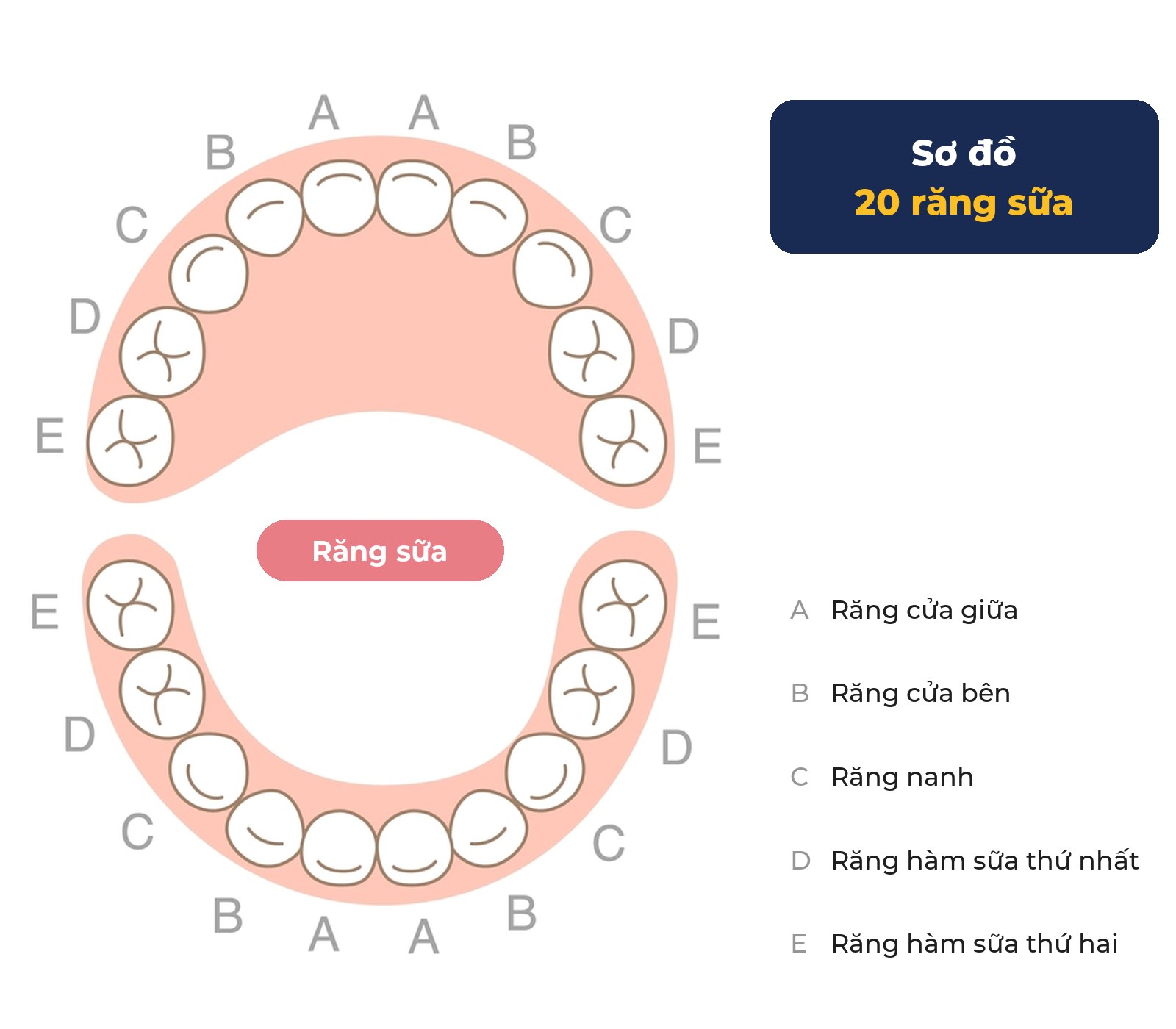 Sơ đồ 20 răng sữa của trẻ: răng cửa giữa, cửa bên, răng nanh, răng hàm sữa - Nha khoa Bác sĩ Trung Long Biên